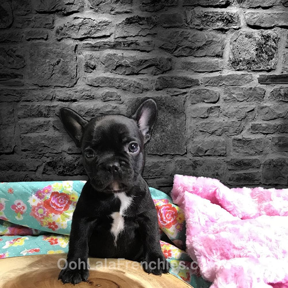 Girl 2 breeder image 2