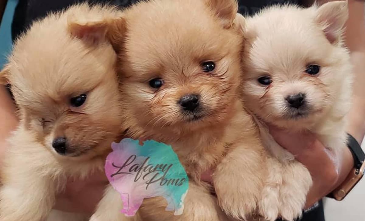 Lupo breeder image 1