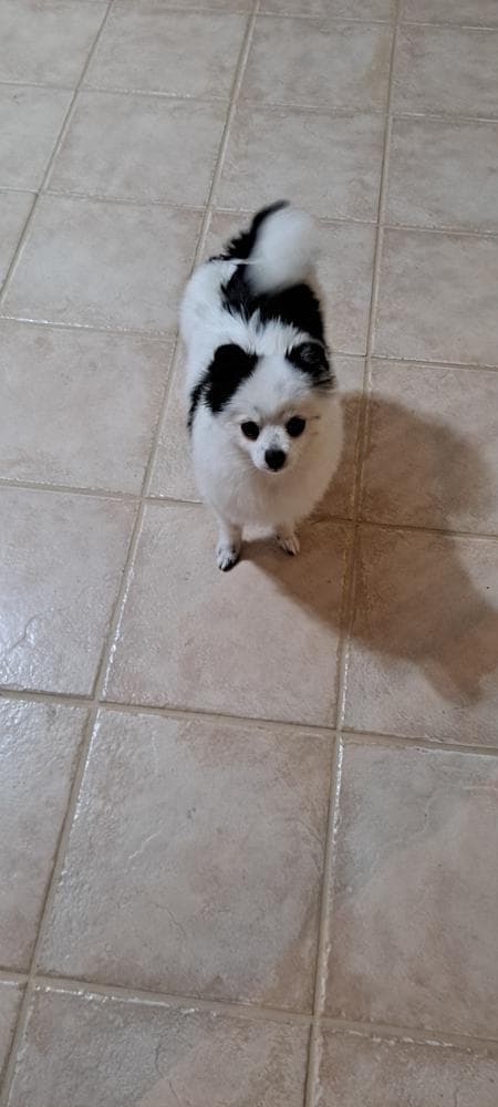 Lupo breeder image 15