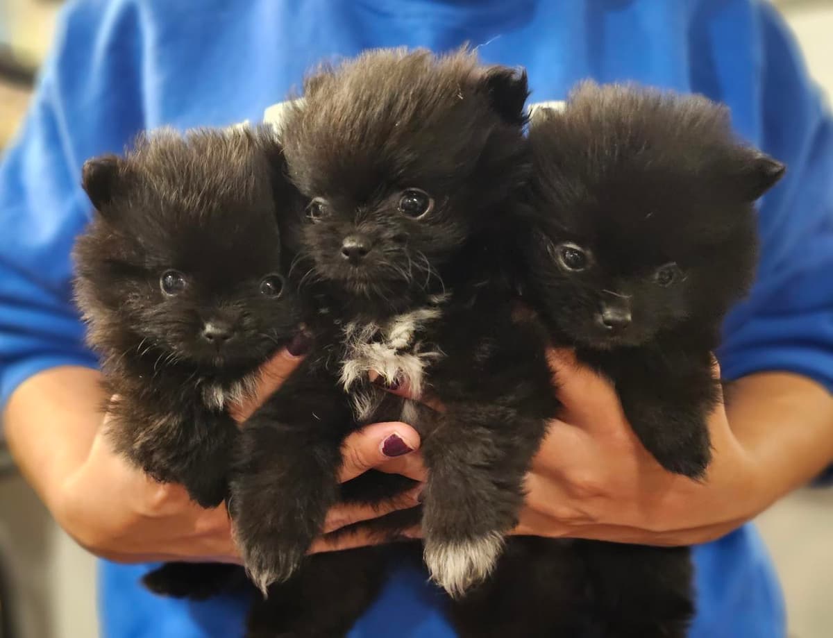 Lupo breeder image 5