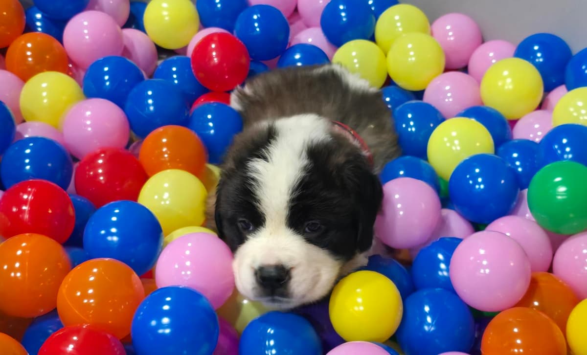 Girl 3 breeder image 1