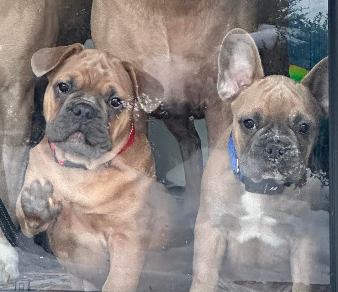 Nova breeder image 8