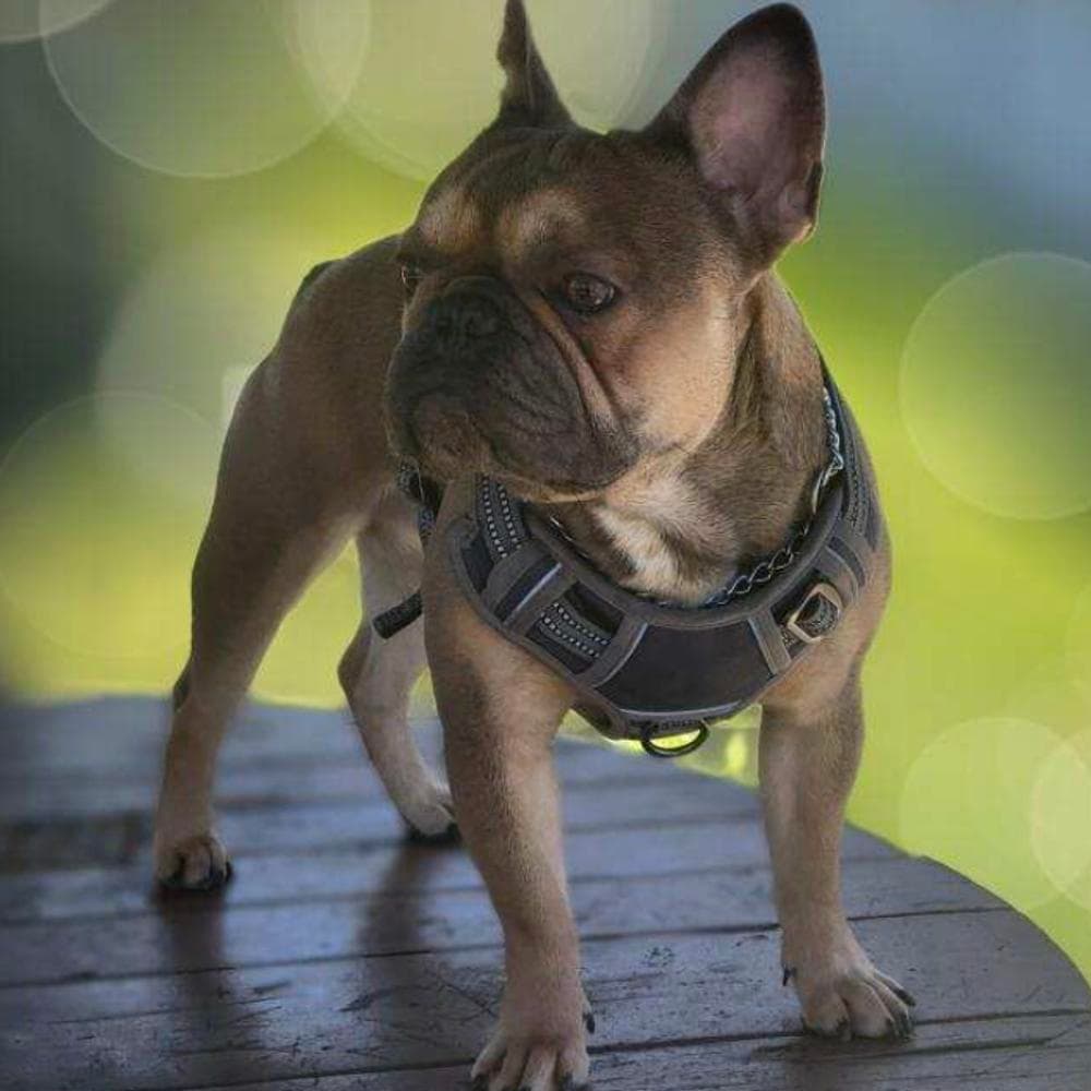 Selena breeder image 2