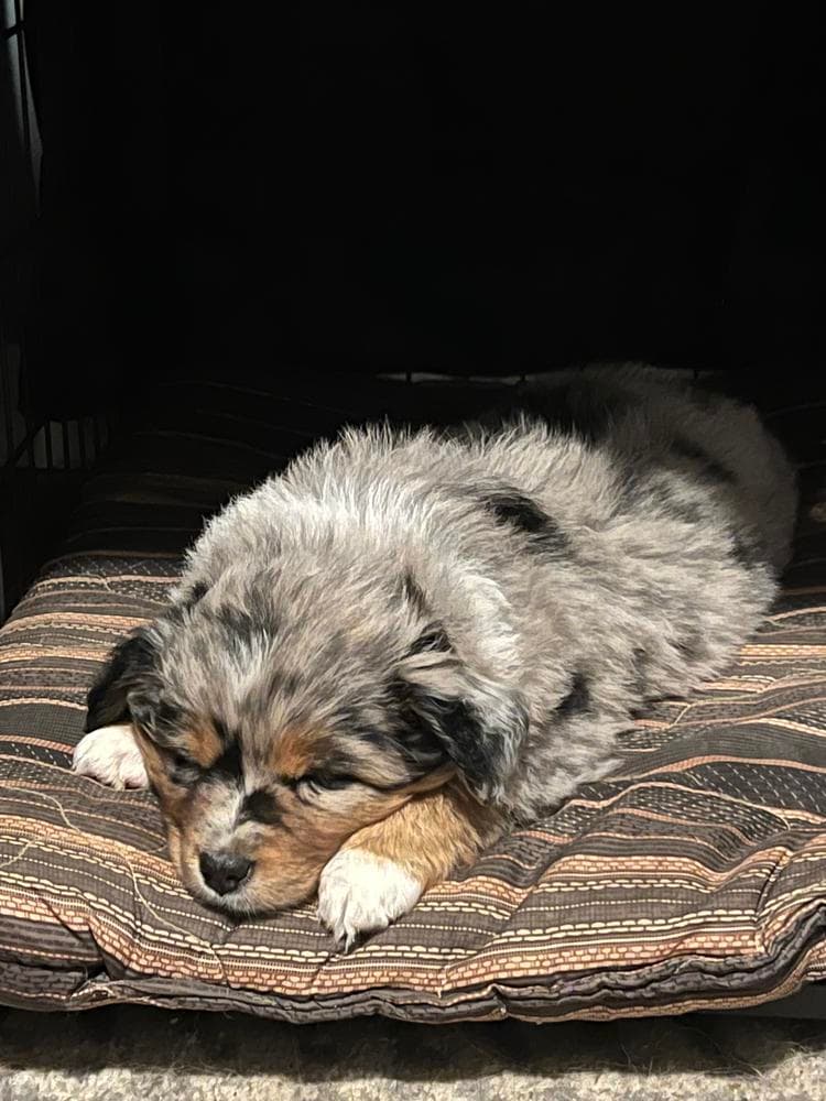 Red breeder image 24