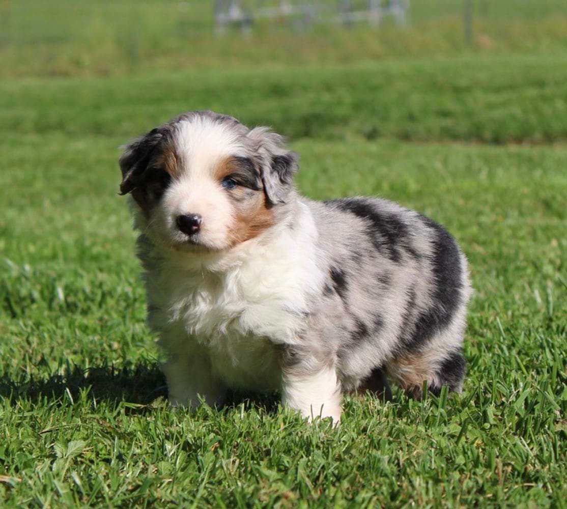 Red breeder image 5