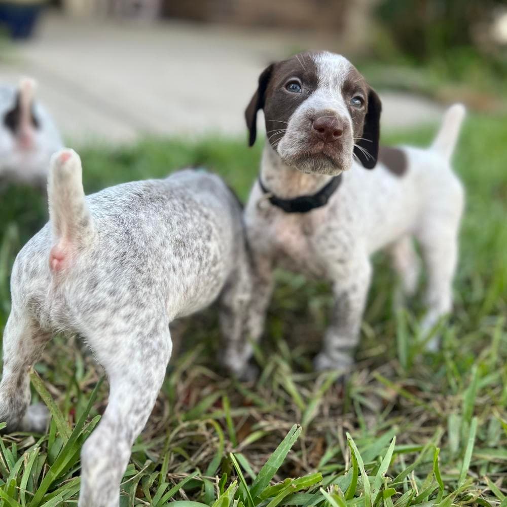 Lady Mae breeder image 2