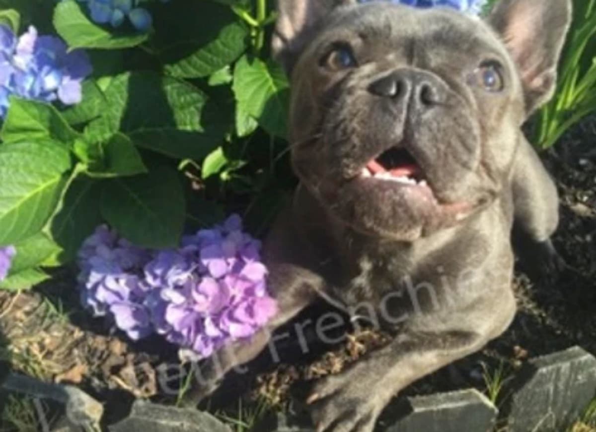Winnie breeder image 10