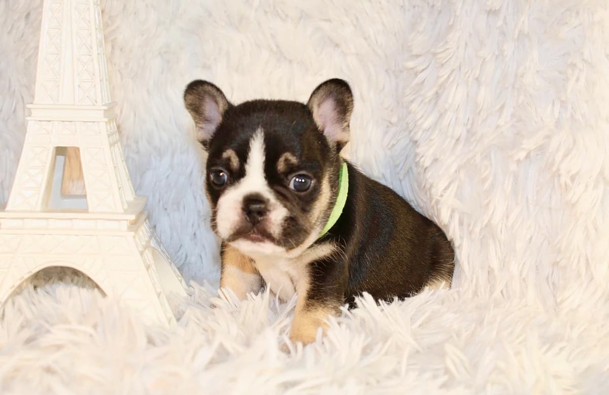 Winnie breeder image 5