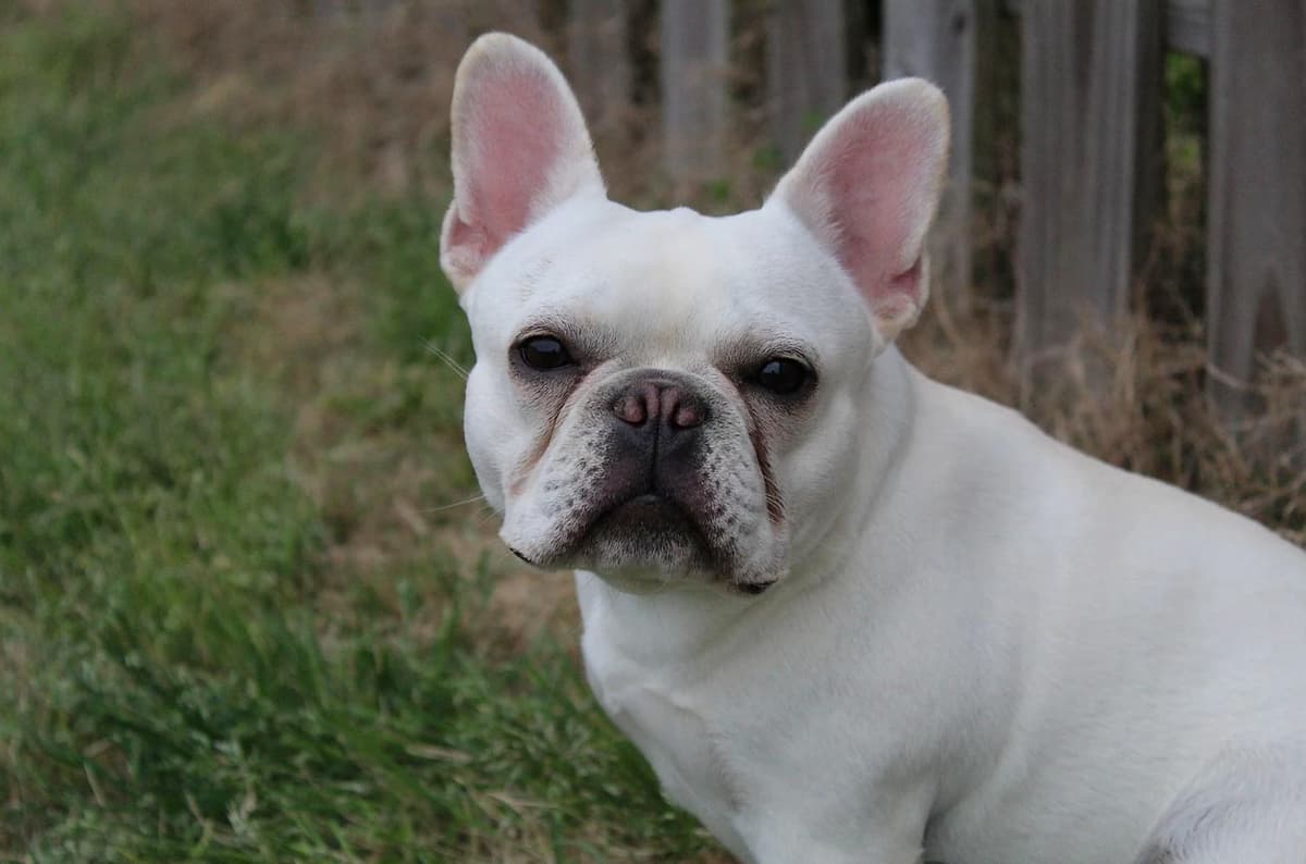 Winnie breeder image 6