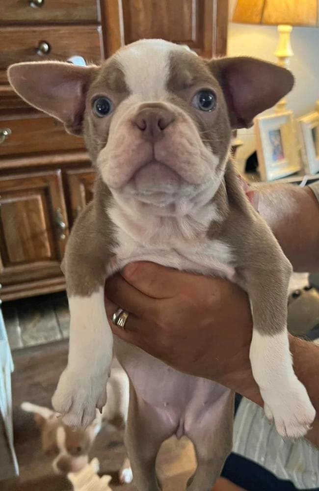 Buzz breeder image 2