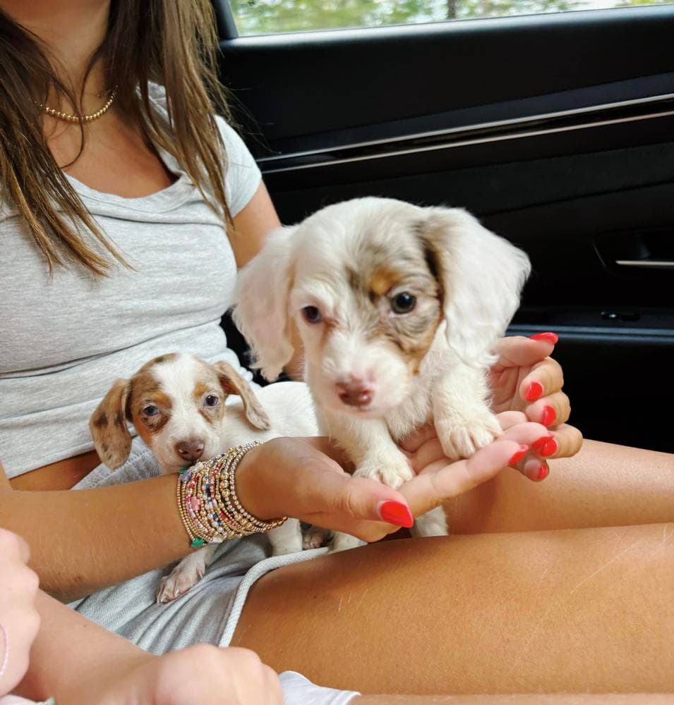 Gypsy breeder image 10