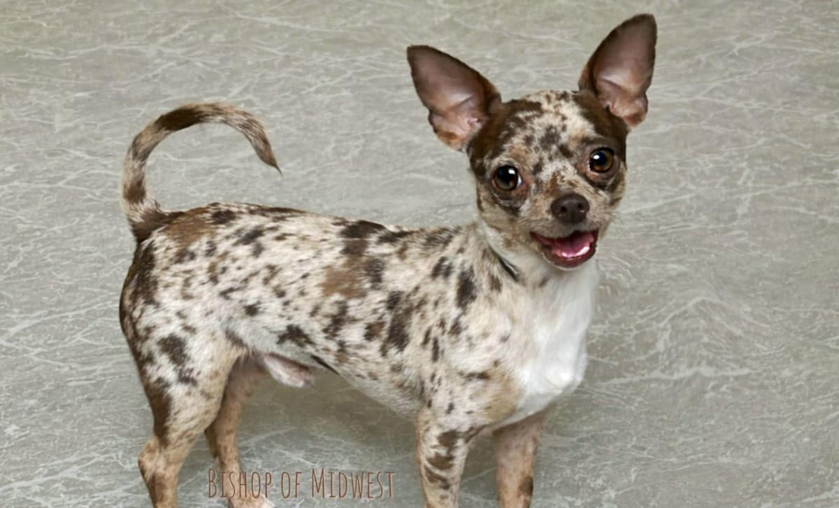 Jersey breeder image 4