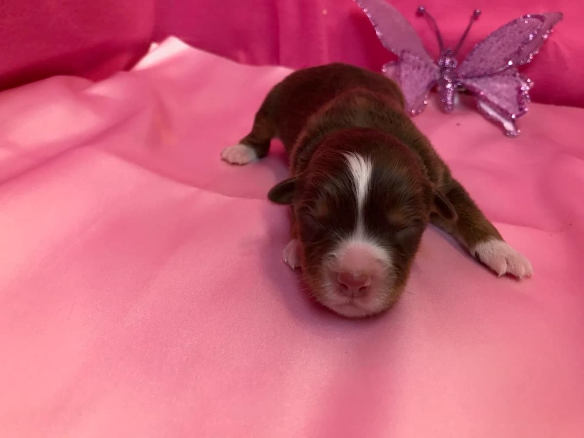 Boy 2 breeder image 12