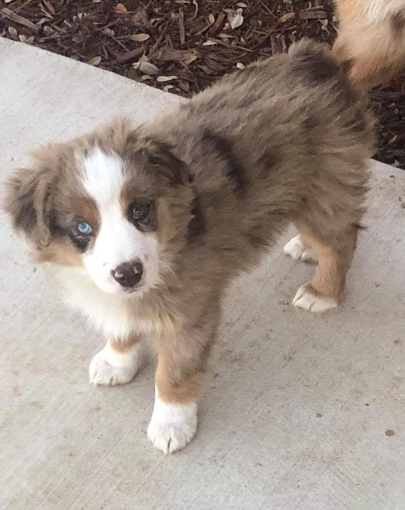 Boy 2 breeder image 21