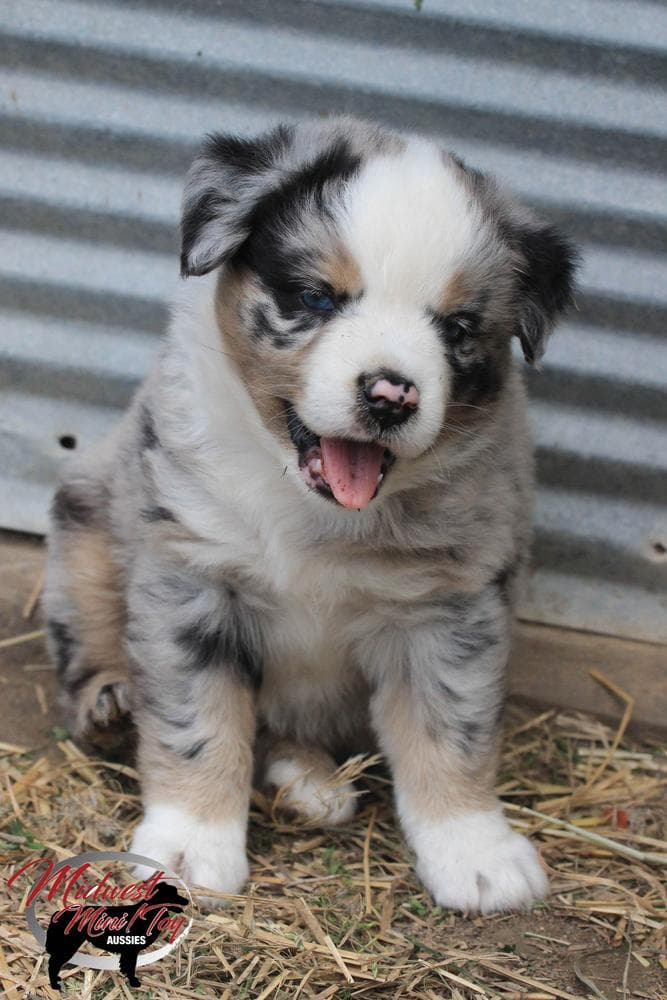 Boy 2 breeder image 26