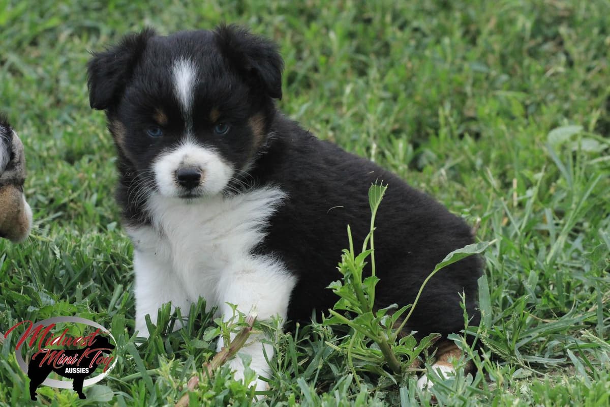 Boy 2 breeder image 27