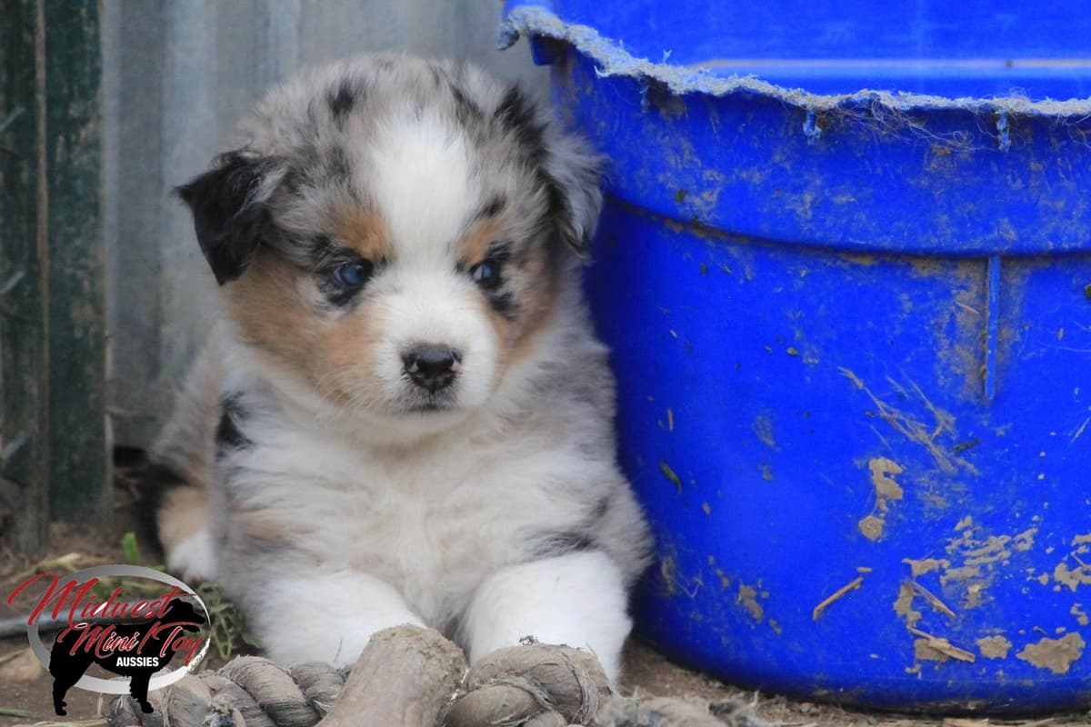 Boy 2 breeder image 29