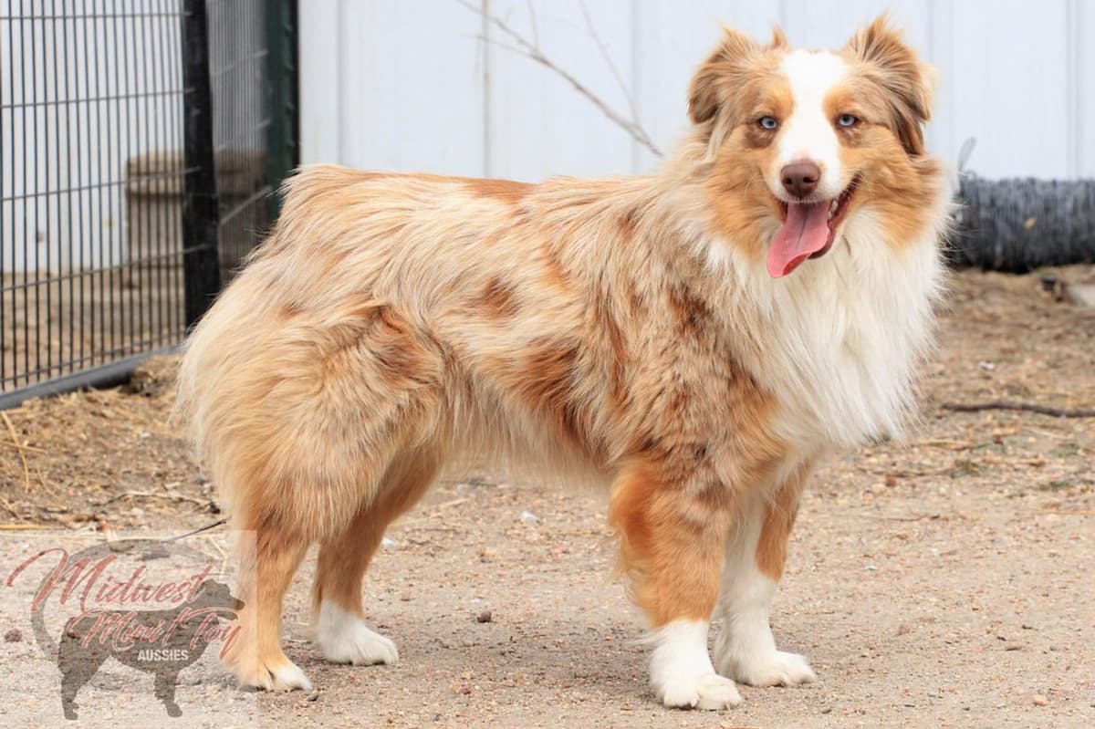 Boy 2 breeder image 33
