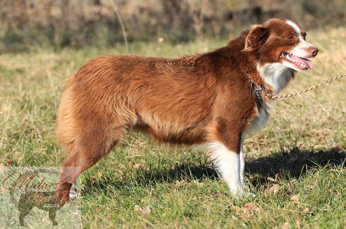 Boy 2 breeder image 36