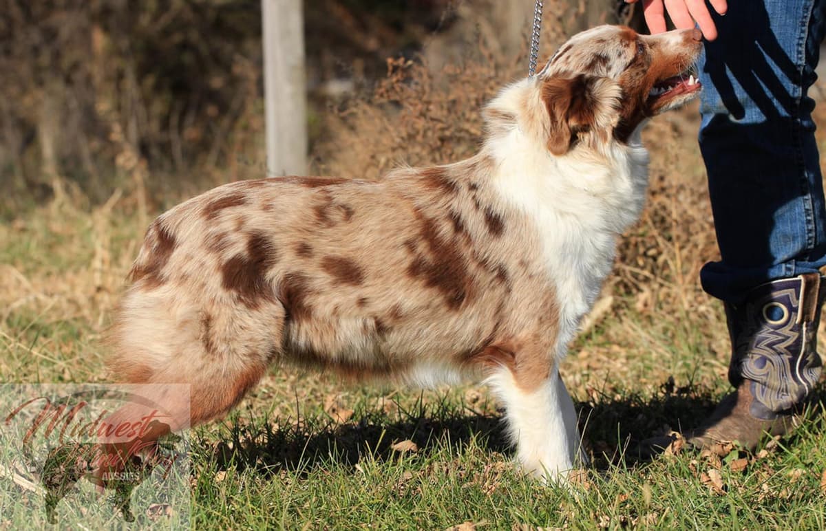 Boy 2 breeder image 37