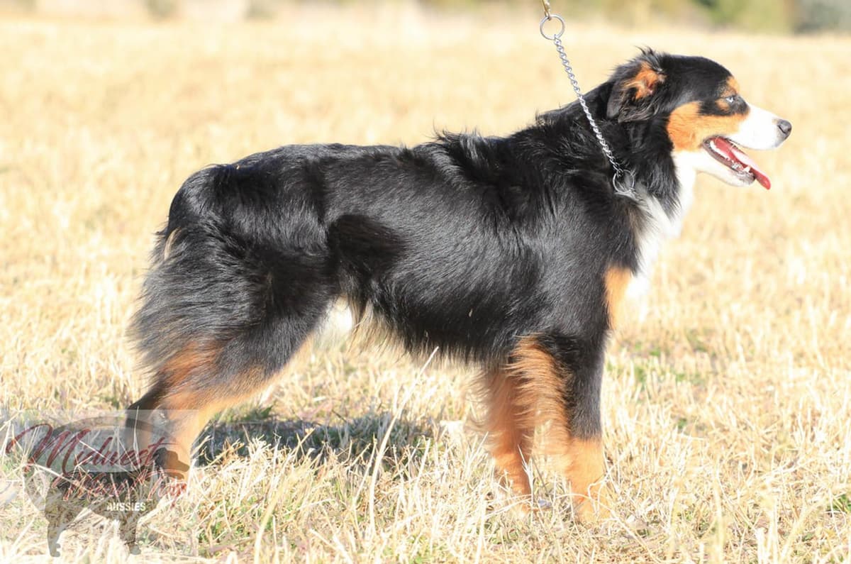 Boy 2 breeder image 40