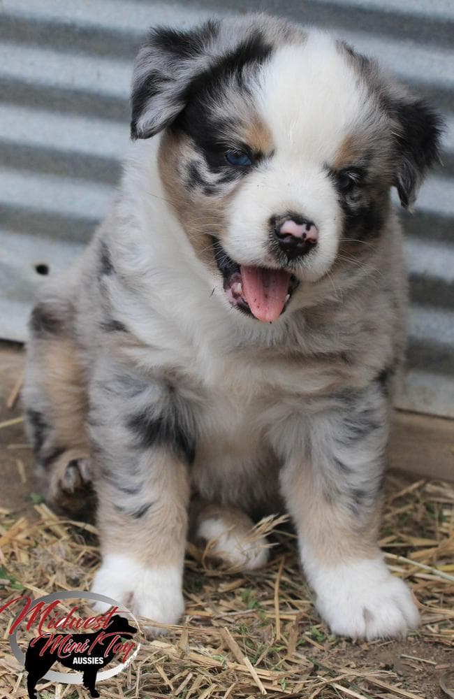Boy 2 breeder image 45