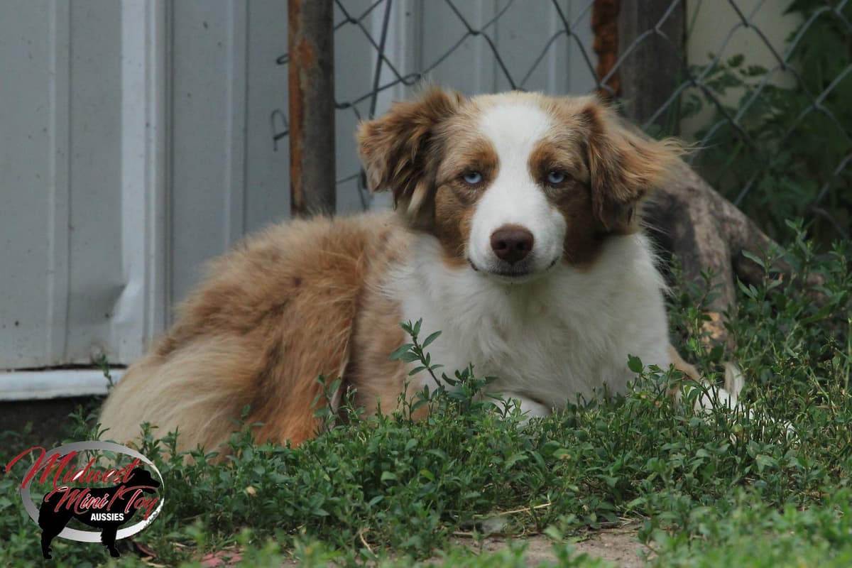 Boy 2 breeder image 48