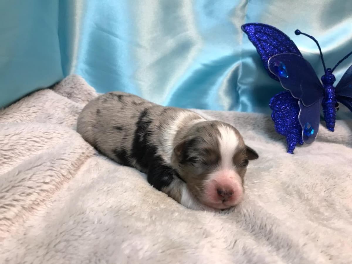 Boy 2 breeder image 5