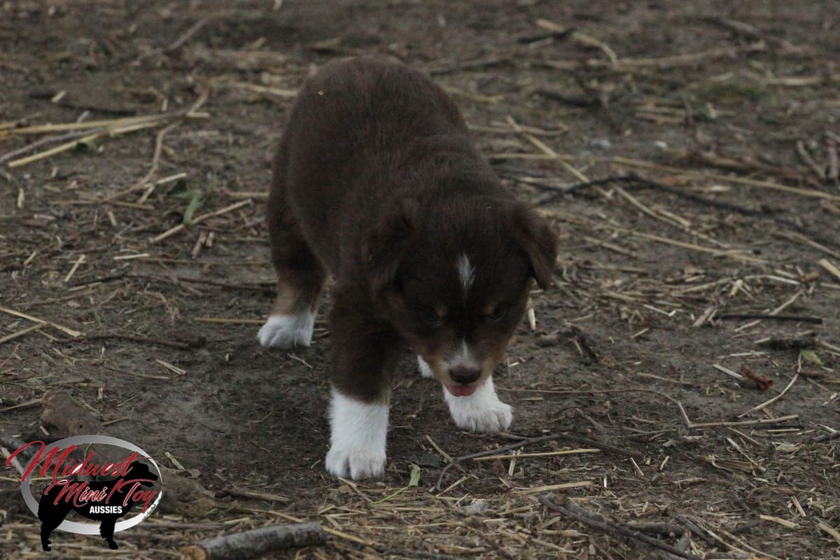 Boy 2 breeder image 50