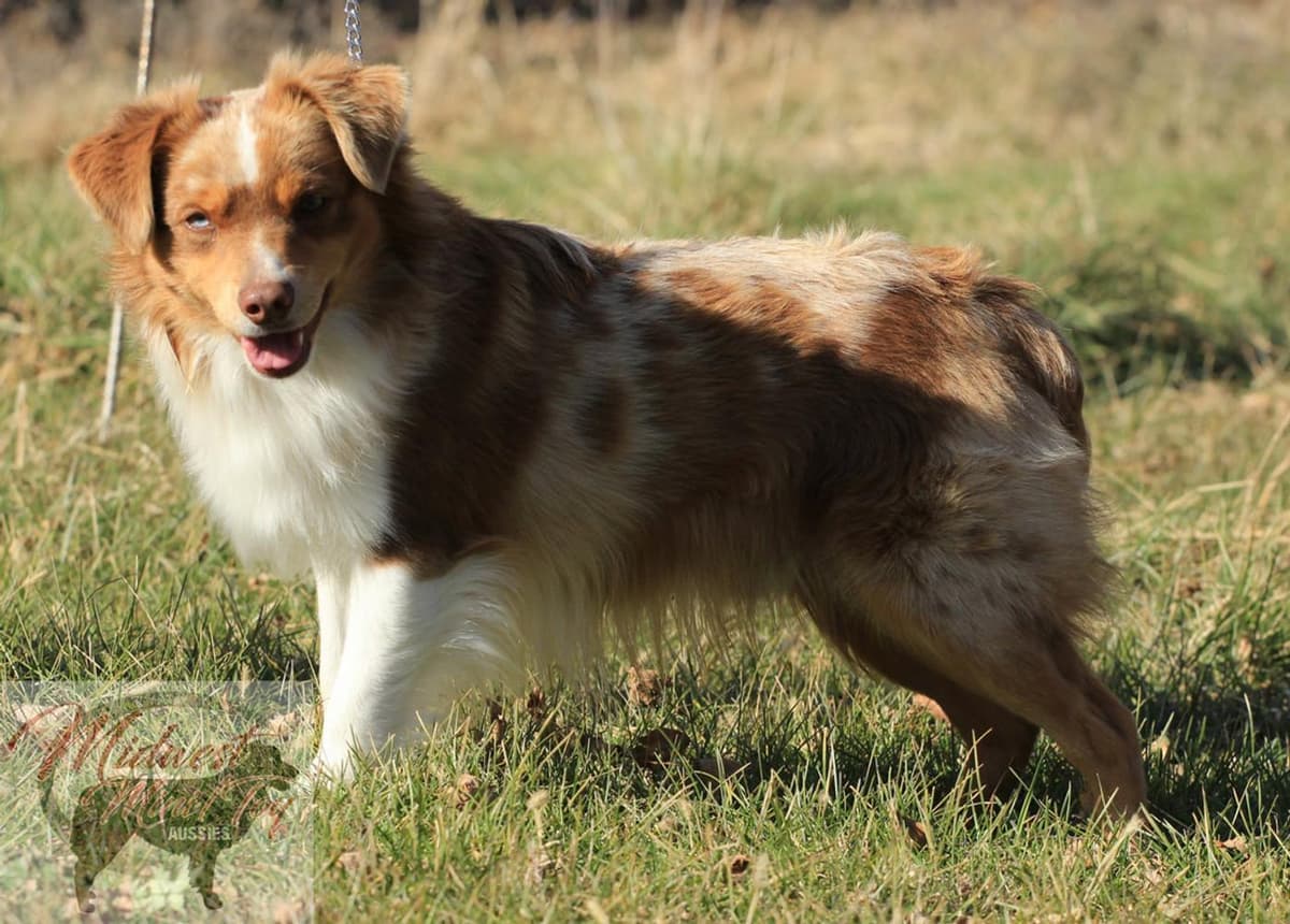 Boy 2 breeder image 6