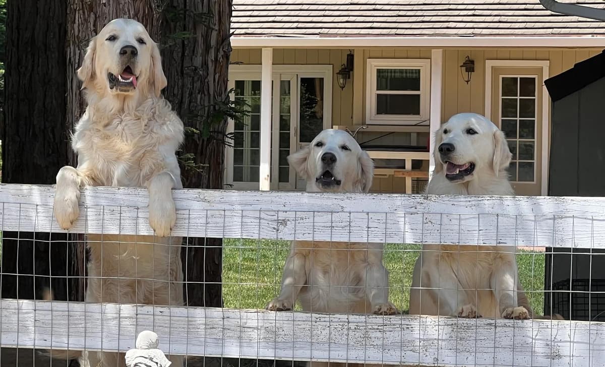3 females and 1 male available from litter of 9 breeder image 1