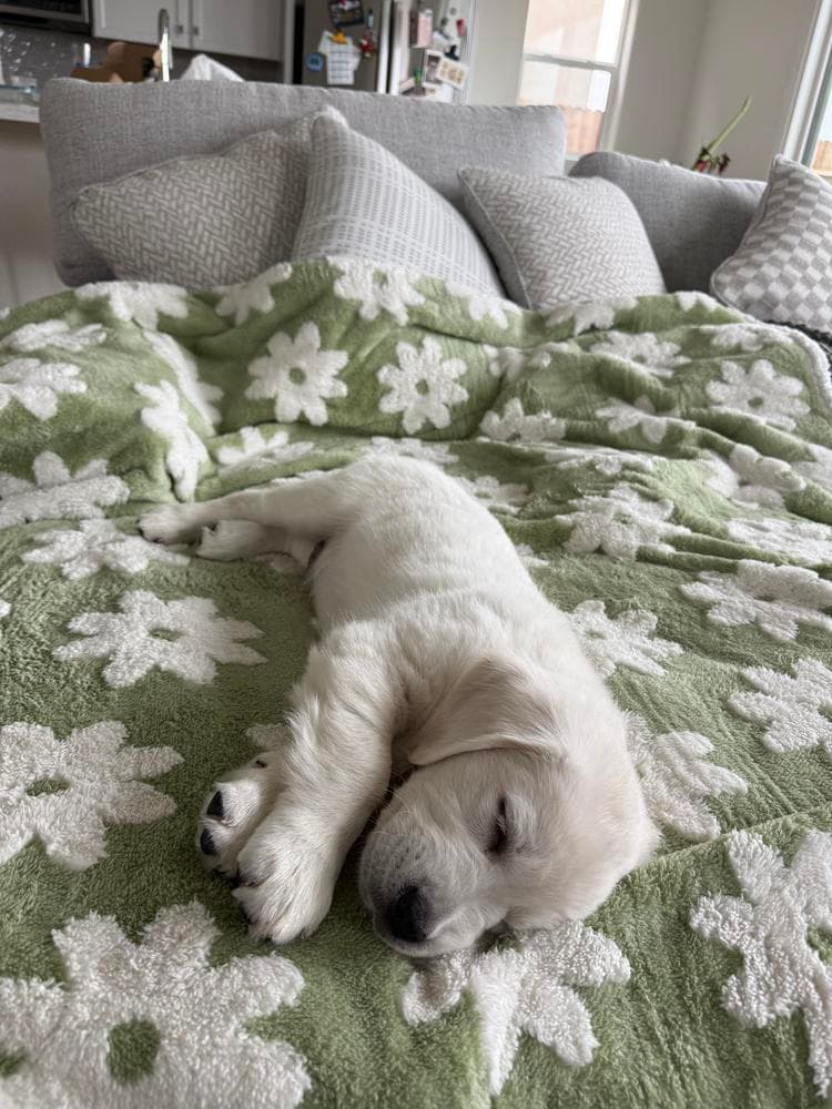 3 females and 1 male available from litter of 9 breeder image 20