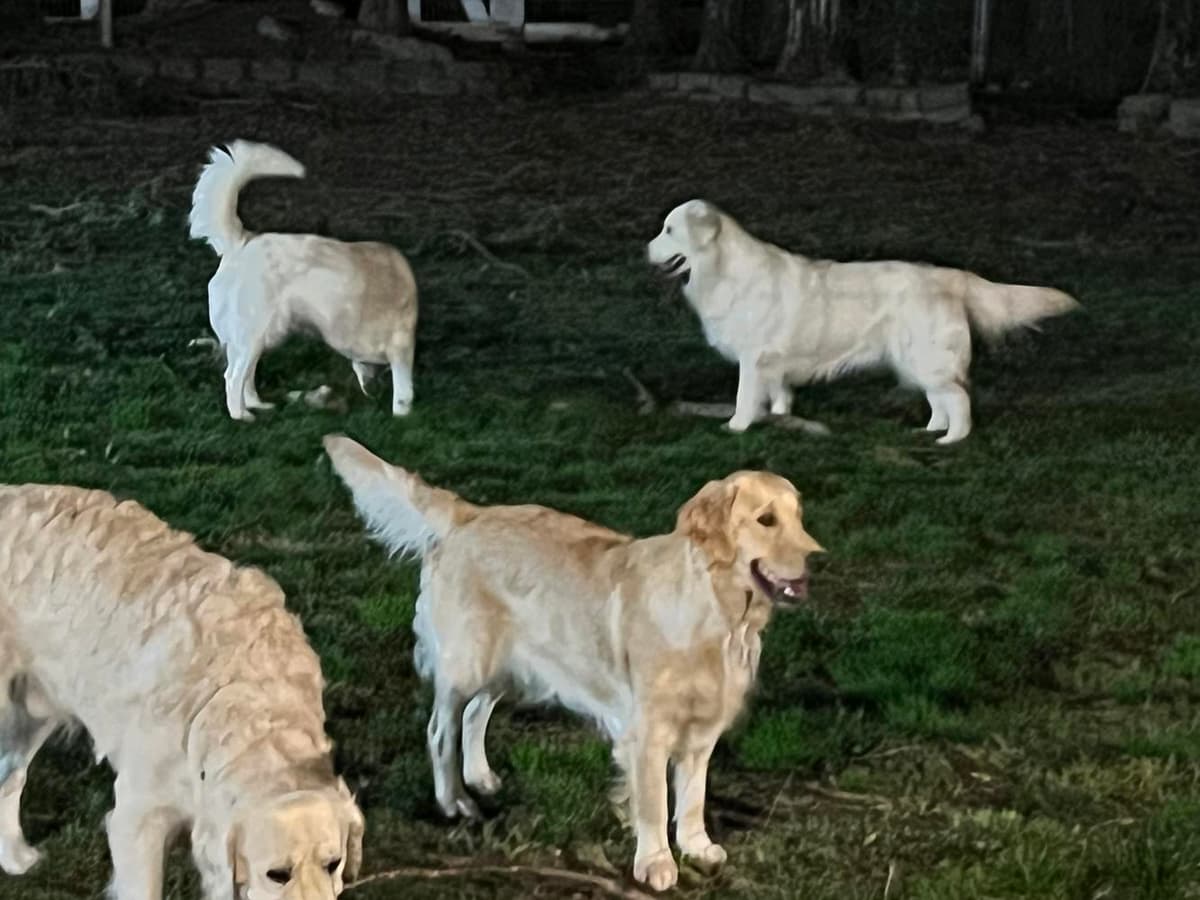 3 females and 1 male available from litter of 9 breeder image 8