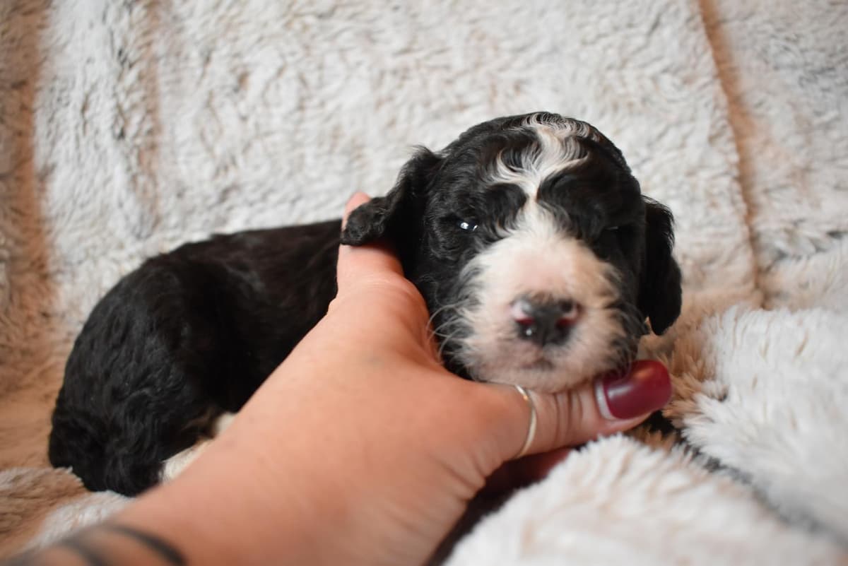 Shout breeder image 10