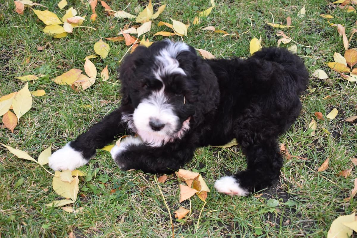 Shout breeder image 15