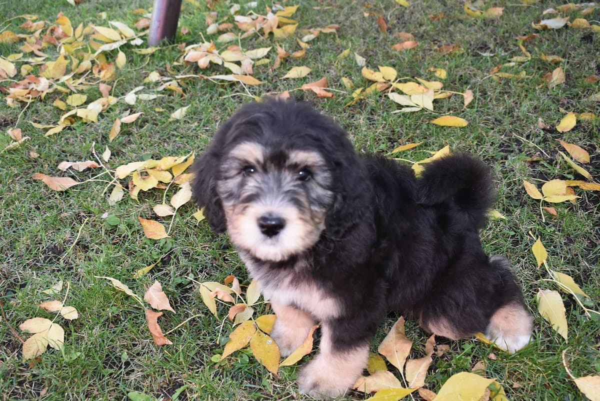 Shout breeder image 16