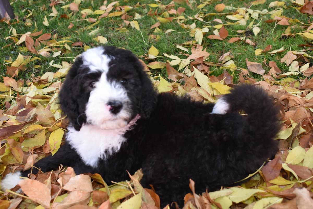 Shout breeder image 18