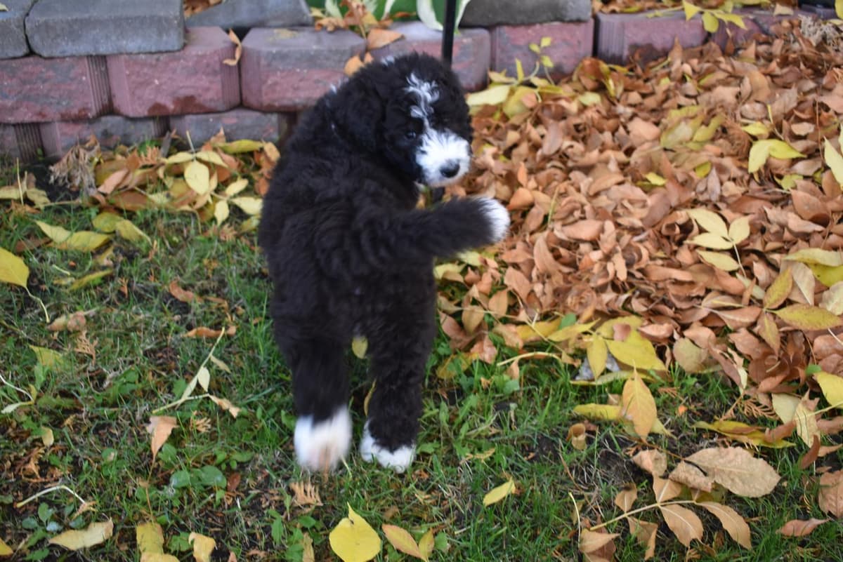 Shout breeder image 19