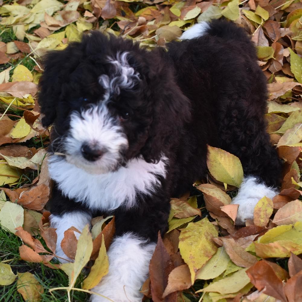 Shout breeder image 2