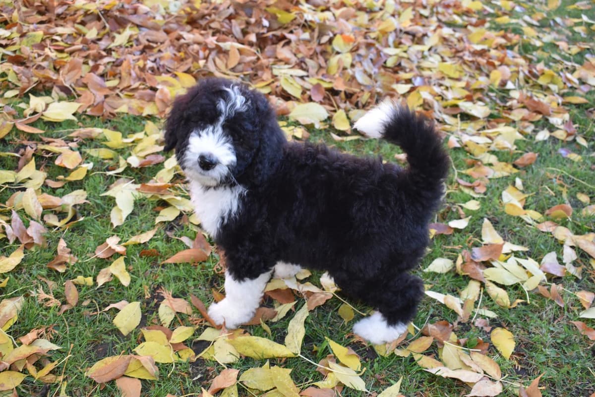 Shout breeder image 20