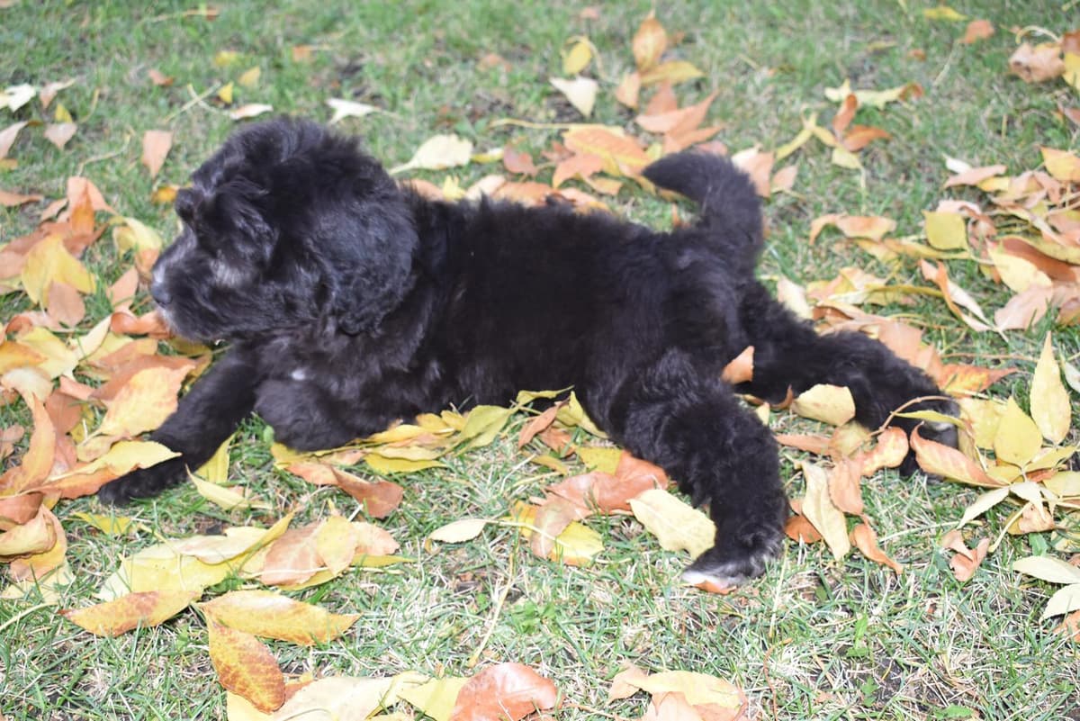 Shout breeder image 22