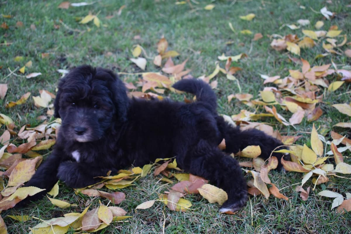 Shout breeder image 23