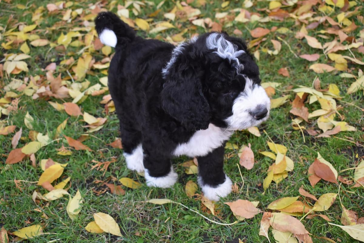 Shout breeder image 24