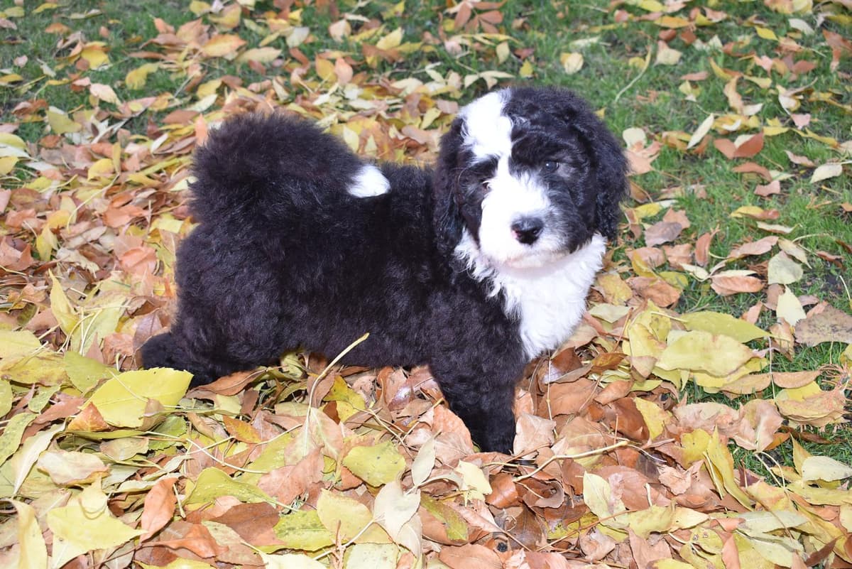Shout breeder image 4
