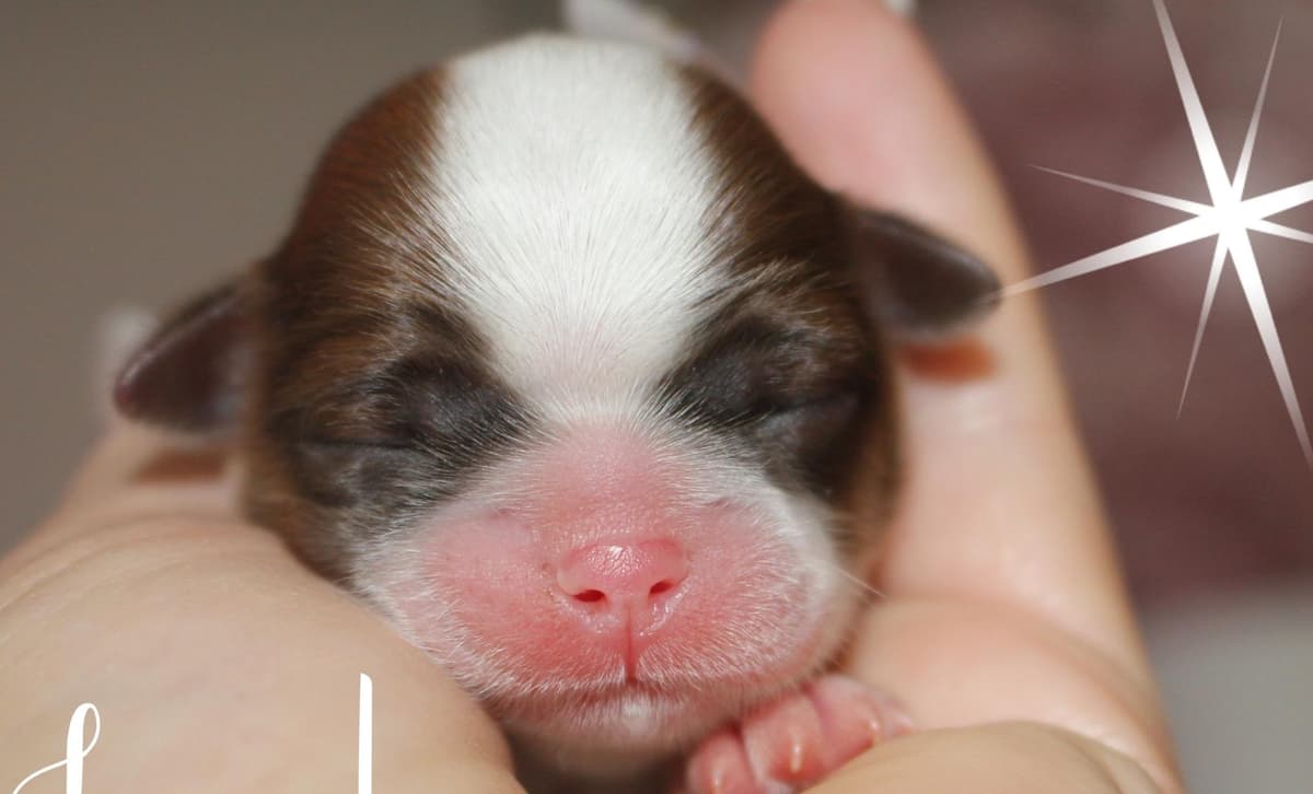 Kiwi breeder image 2