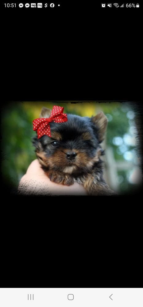 Kiwi breeder image 40