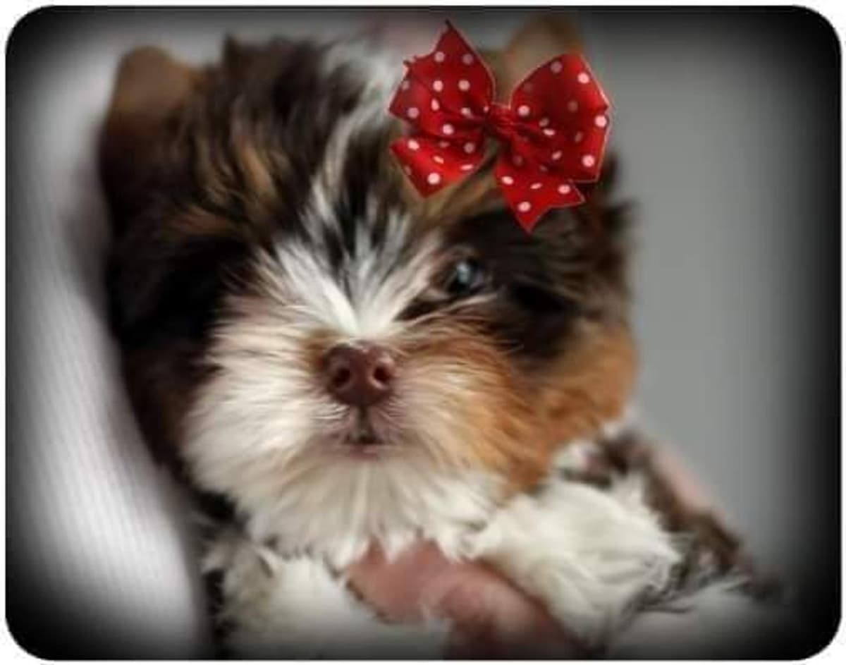 Kiwi breeder image 7