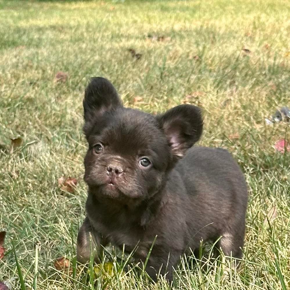 Zilla breeder image 2
