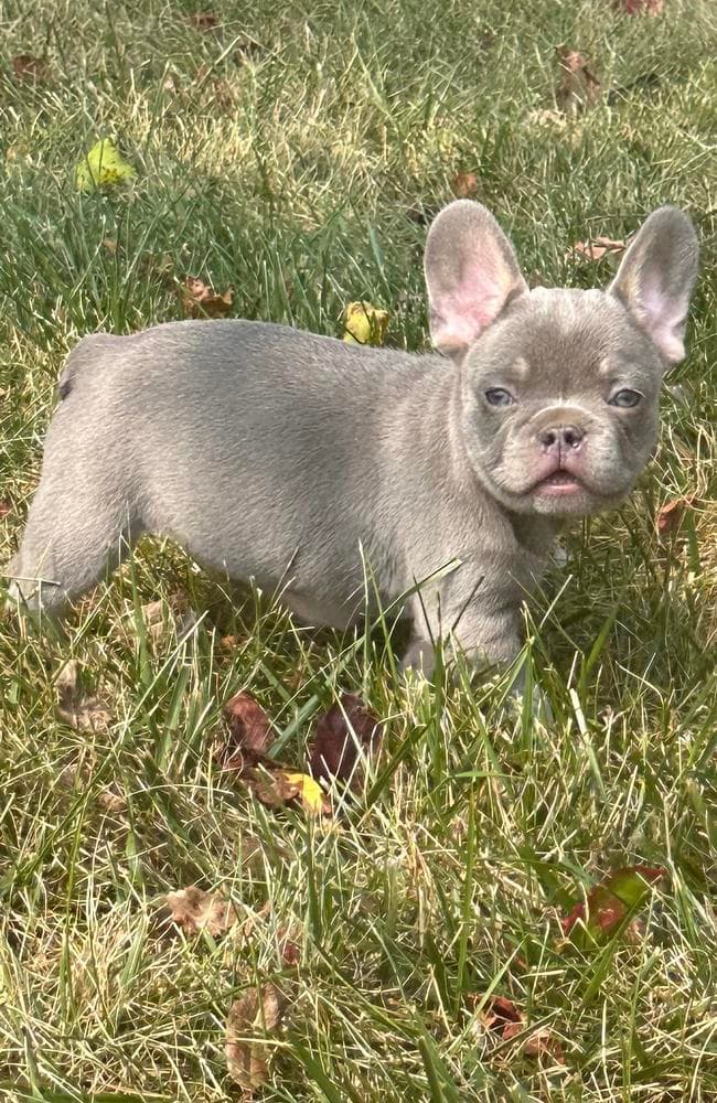 Zilla breeder image 3