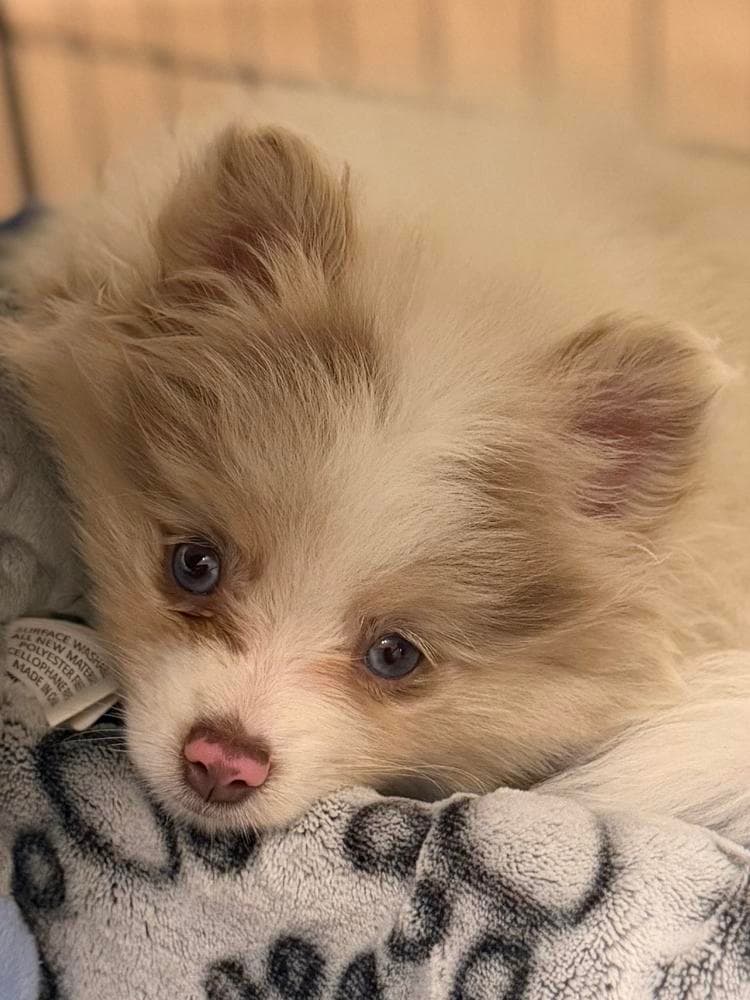 Blossom (tiny girl) breeder image 8